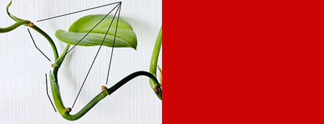 Photograph image combination showing a red block on the right and the nodes of a creeping vine on left