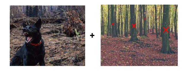 An image of an aggressive dog barking and trees with red X marks on the trunks